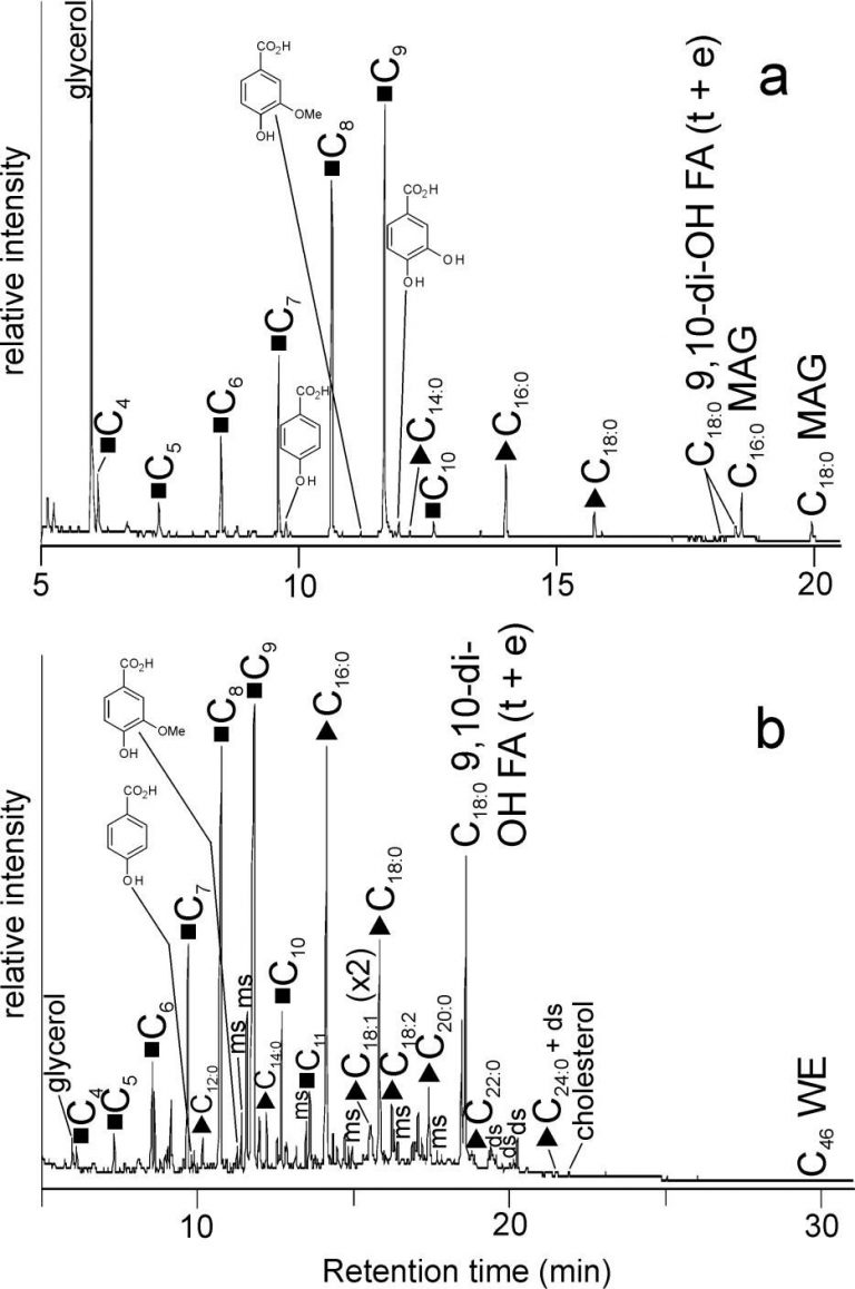Archaeologies of Hair The Head and Its Grooming from Ancient to
