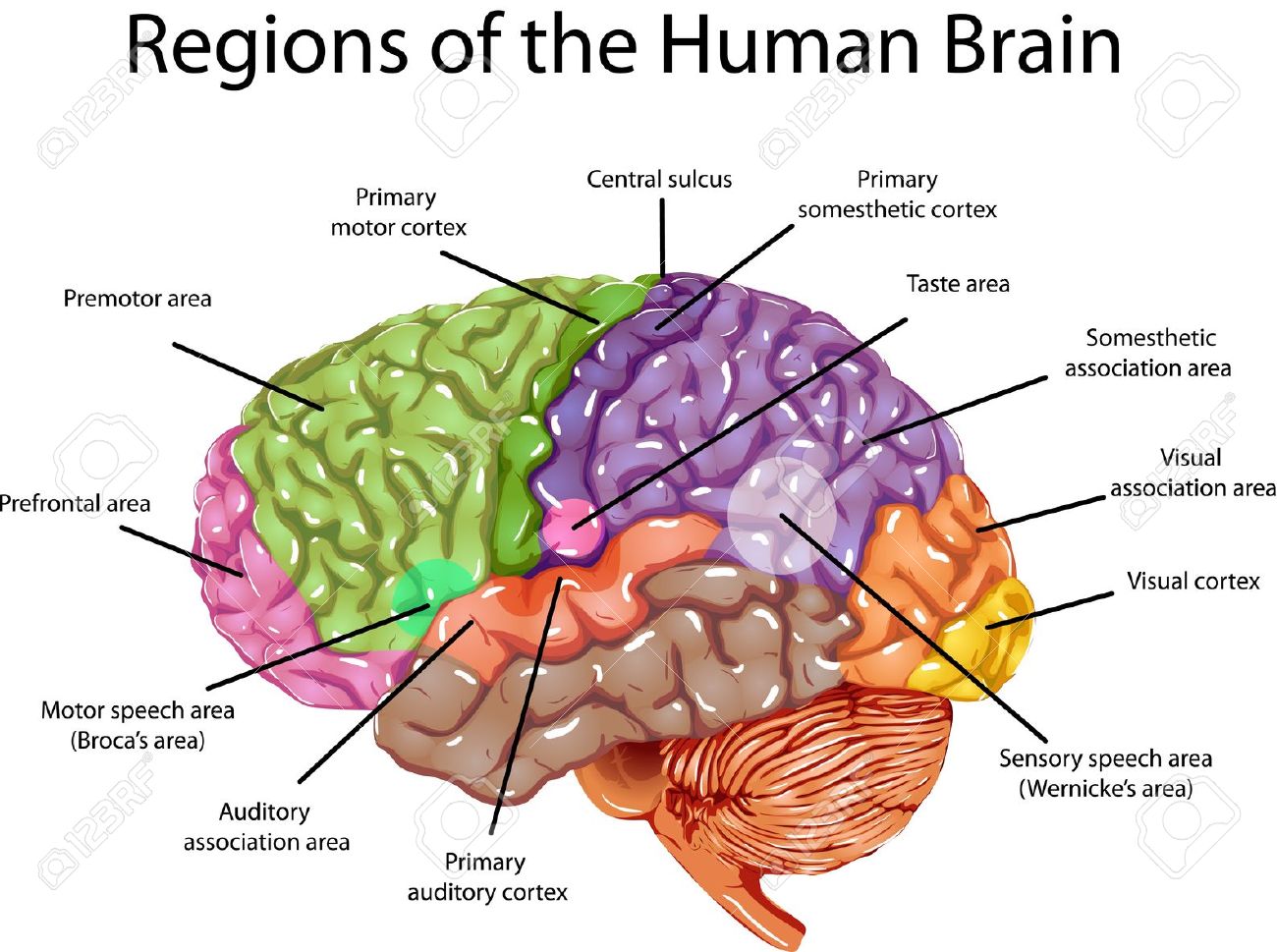 Seeking A Predominant Theory Of Mind Dualism Versus Materialism 7952