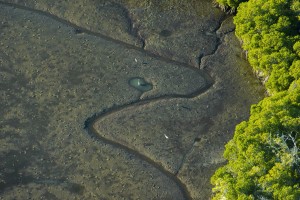 White herons in search of food during a low tide inside a mangrove forest.