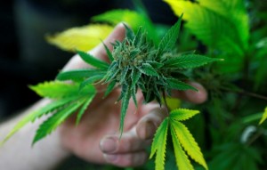 A fully budded marijuana plant ready for trimming is seen at the Botanacare marijuana store ahead of their grand opening on New Year's day in Northglenn, Colorado December 31, 2013.  REUTERS/Rick Wilking