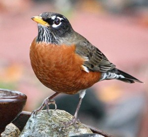 First Day of Spring 2016: Vernal Equinox, Earliest Spring Since 1896 14 Spring05