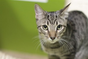 Cats are Pet of Choice for Many Millennials, Survey Says 8 cats02