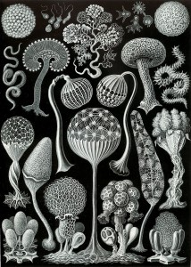 Haeckel05