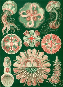 Ernst Haeckel and the Unity of Culture - Monism 31 Haeckel06