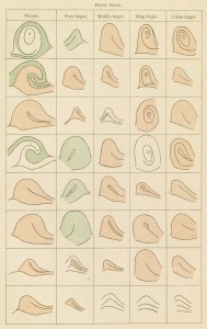 The Anthropometric Detective and His Racial Clues 40 Kofman10