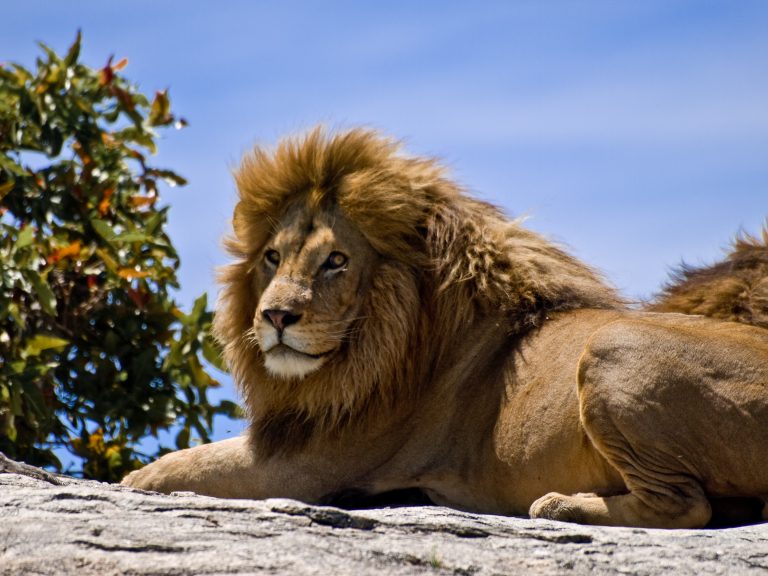 Male Lion on Rock