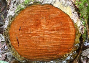 Do Prehistoric Pueblo Populist Revolutions Presage American Politics Today? 26 Pueblo02