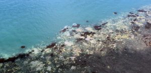 GREAT BARRIER REEF CORAL BLEACHING RESEARCH