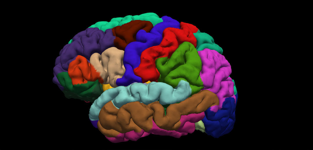 Changes in Brain Structure During Teenage Years Provide Clues to Onset ...