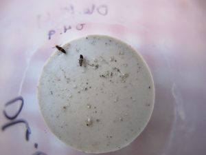 Parasitic Flies, Zombified Ants, Predator Beetles - Insect Drama on Mexican Coffee Plantations 22 MexicoCoffee03