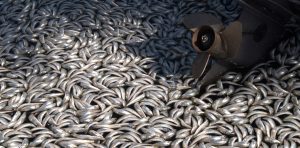 The Ocean is Losing Its Breath - and Climate Change is Making it Worse 171 warmoceans01