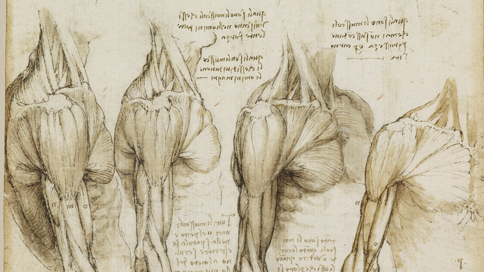 The Study of the Anatomy in Renaissance Art – Brewminate: A Bold Blend