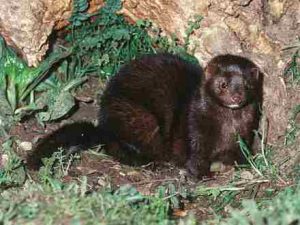 Cherokee Stories 131 Cherokee Stories