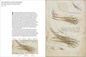Leonardo da Vinci, Anatomist 12 Leonardo da Vinci, Anatomist