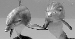 Science Shows Dolphins Communicate Holographically 27 Science Shows Dolphins Communicate Holographically