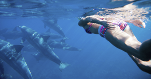 Science Shows Dolphins Communicate Holographically 30 Science Shows Dolphins Communicate Holographically