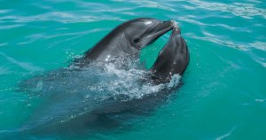 Science Shows Dolphins Communicate Holographically 32 Science Shows Dolphins Communicate Holographically