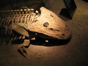 The Southern Greek Palaeolithic, Mesolithic, and Neolithic Sequence at Franchthi Cave 5 Prehistoric skeleton