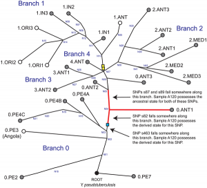 Plague of Justinian: Older Brother of the Black Death 17 Plague of Justinian: Older Brother of the Black Death