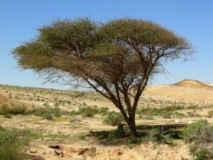 Acacia tree.