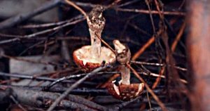 Shaman Claus: A Santa Story from Siberia