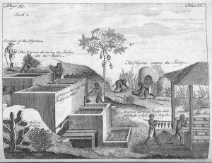 African Passages, Lowcountry Adaptations 350 African Passages, Lowcountry Adaptations