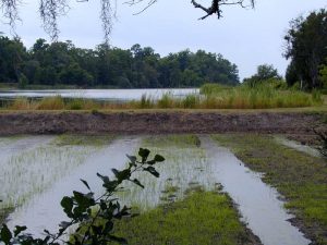 African Passages, Lowcountry Adaptations 375 African Passages, Lowcountry Adaptations