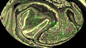 Hellenistic Philosophy: Cynicism to Neoplatonism 49 Hellenistic Philosophy: Cynicism to Neoplatonism