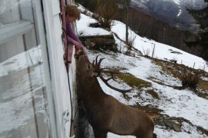 Snack-Loving Deer Visits Norwegian Pensioner Twice a Day Every Winter 20 Snack-Loving Deer Visits Norwegian Pensioner Twice a Day Every Winter