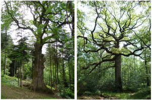 Goddesses in Celtic Religion: Nature and Bounty 109 A huge old oak from Montmahoux Forest (Doubs, Jura). Right: the majestic and impressive 400-year-old sessile oak tree, called ‘Chêne des Hindrés’