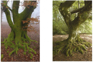 Goddesses in Celtic Religion: Nature and Bounty 110 Beech trees from Mont Beuvray (Burgundy)