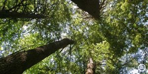 Why You Need More Nature in Your Life 12 Why You Need More Nature in Your Life