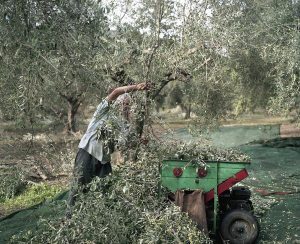 A Greek Warrior's Tomb 3,500 Years Old Sheds More Evidence on Early Minoan-Mycenaean Interchange 44 A Greek Warrior's Tomb 3,500 Years Old Sheds More Evidence on Early Minoan-Mycenaean Interchange