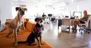 How Dogs Help People Get Along Better 19 How Dogs Help People Get Along Better