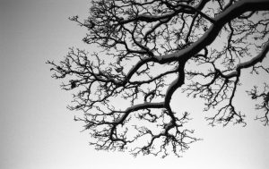 Are Fractal Patterns in Nature and Art Aesthetically Pleasing and Stress-Reducing? 24 Are Fractal Patterns in Nature and Art Aesthetically Pleasing and Stress-Reducing?