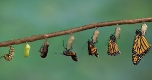 The Power of Compassion with Thich Nhat Hanh 29 The Power of Compassion with Thich Nhat Hanh