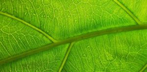 Leaf Vein Structure Could Hold Key to Extending Battery Life 169 Leaf01