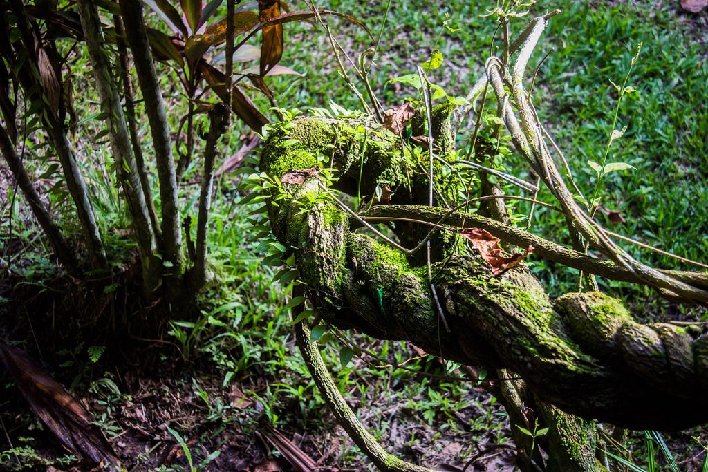 Sacred Fungi and the Boundaries of Belief: America’s Emerging Psychedelic Faith Fight 11 Ayahuasca vine