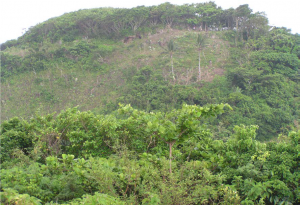 Archaeological Excavations on Itbayat and Siayan Islands 73 Archaeological Excavations on Itbayat and Siayan Islands