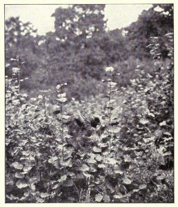 Stuffed Ox, Dummy Tree, Artificial Rock: Deception in the Work of Richard and Cherry Kearton 43 Stuffed Ox, Dummy Tree, Artificial Rock: Deception in the Work of Richard and Cherry Kearton