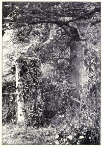 Stuffed Ox, Dummy Tree, Artificial Rock: Deception in the Work of Richard and Cherry Kearton 51 Stuffed Ox, Dummy Tree, Artificial Rock: Deception in the Work of Richard and Cherry Kearton