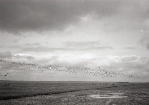 Love, Death, and Blissful Ignorance: Pliny and the Origins of Photography 22 Love, Death, and Blissful Ignorance: Pliny and the Origins of Photography