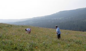 Blackfeet Researcher Leads Her Tribe Back to Traditional Foods 19 Blackfeet Researcher Leads Her Tribe Back to Traditional Foods