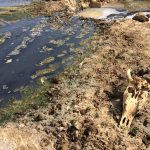 062117-02-Big-Pharma-Superbugs