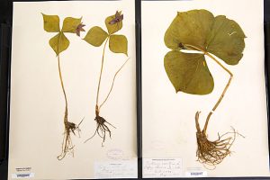 062617_Herbarium_012.jpg