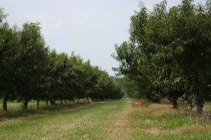 The Georgia Peach May be Vanishing, but Its Mythology is Alive and Well 21 The Georgia Peach May be Vanishing, but Its Mythology is Alive and Well
