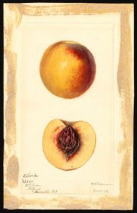 The Georgia Peach May be Vanishing, but Its Mythology is Alive and Well 22 The Georgia Peach May be Vanishing, but Its Mythology is Alive and Well