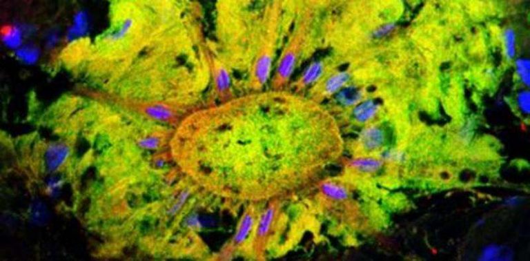 081217-05-Photoreception