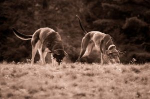 Can You Pass this Smell Test?