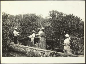 An Overview of the History of Latino and Latin American Identity 45 An Overview of the History of Latino and Latin American Identity